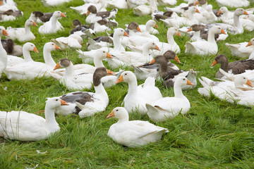 Obraz premium Gänse