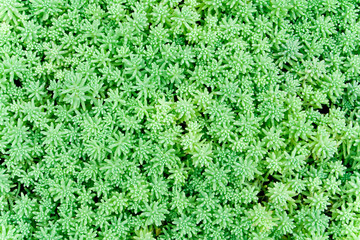 grass