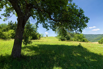 Tree and his shadow on the summer meadow