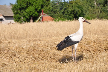 stork in front of village cross