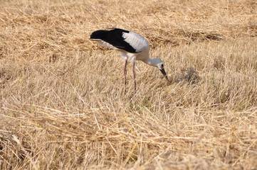 stork looking for food