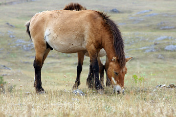 cheval de przewalski-Equus przewalskii