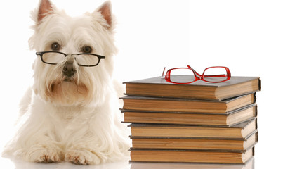 west highland white terrier laying down beside stack of books