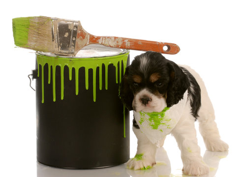 Mischievous Cocker Spaniel Puppy With Green Paint Can