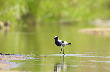 Blacksmith Lapwing or Plover