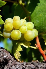 Raisins