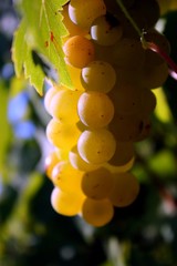 Grappe de raisin