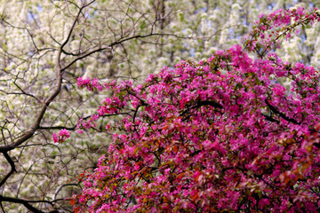 Obraz premium Magenta and white blooms in the park in spring