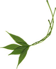 Composition from green leaves