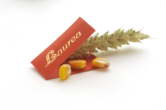 Laurea in agronomia