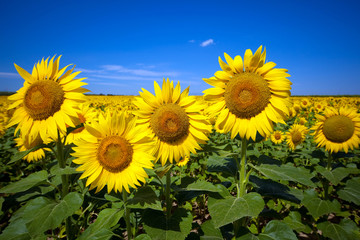 girasoli d'estate