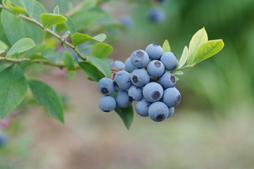 鈴なりのブルーベリー