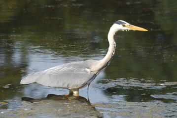 Heron standing in water