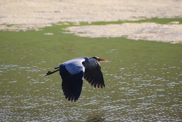 Heron over water