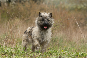 cairn terrier poivre et sel debout de trois quart la patte levée