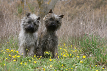deux cairn terrier poivre et sel debout de face têtes penchées