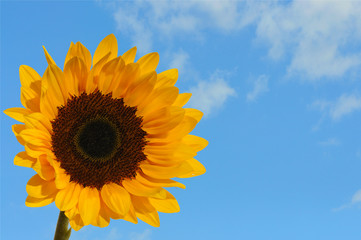 Naklejka premium sonnblumenhimmel