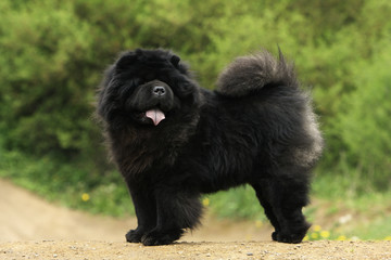 chow-chow noir debout au milieu d'un chemin - tête tournée