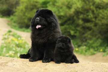 chow-chow noir adulte assis à côté de son chiot - côte à côte