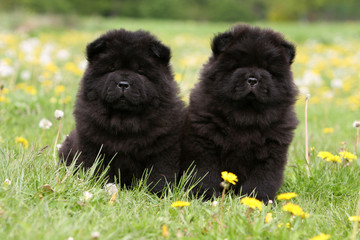 deux chiots chow-chow noirs assis côte à côte dans l'herbe