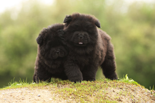 deux petits chiots chow-chow noir c&ocirc;te &agrave; c&ocirc;te sur une butte