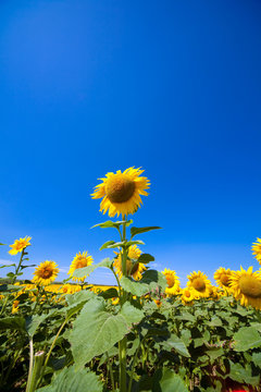 girasole da solo