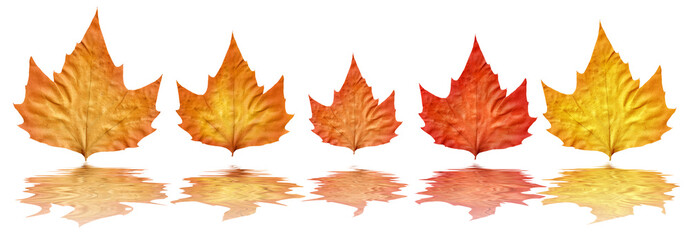 Autumn tint background