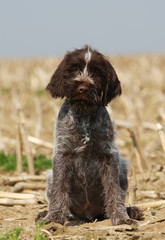 chiot griffon korthals assis de face au milieu d'un champ