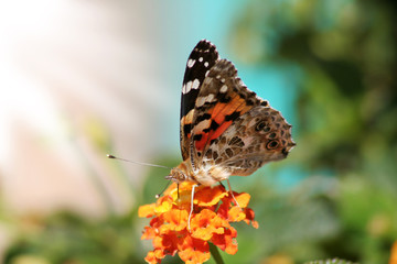 butterfly