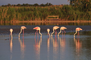 Obraz premium small flock of greater flamingoes eating at sunset