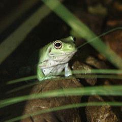 Frog 2 - Grenouille amazonie