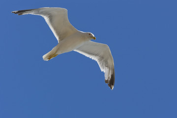 vol d'une mouette avec ciel bleu
