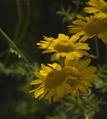 Yellow camomile composition