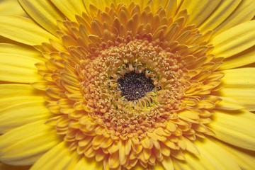 Yellow gerbera