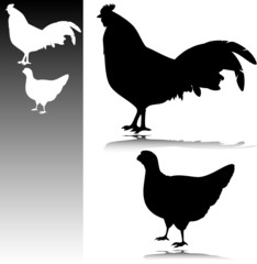 rooster and chicken vector silhouettes