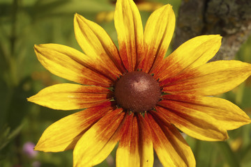 Yellow red chrysanthemum