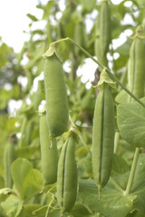 Fototapeta premium Green peas