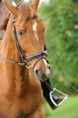 Obraz premium Pferde 4