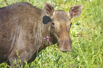 Fototapeta premium Portrait of elk