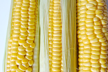 Close up of the corn cob