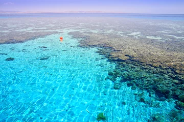 Gordijnen Coral reef "Napoleon". Red Sea. Egypt. © Galinka
