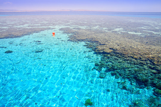 Coral reef "Napoleon". Red Sea. Egypt.