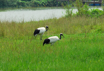 crane with green grass colors in the background