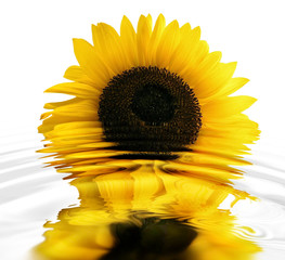 Sunflower reflected in water