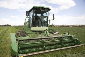 Windrower cutting alfalfa