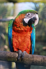 Harlequin Macaw