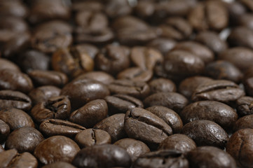 coffee beans_003