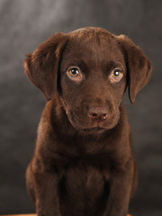 Fototapeta premium Labrador 1