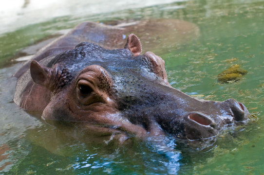 large hippo