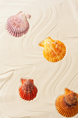 colorful seashells on the sand; summer background